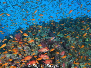 Red sea corals by Sigitas Sirvydas 